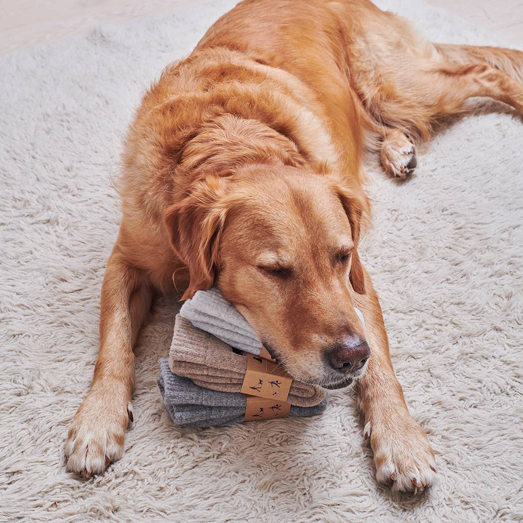 Dog lying on a fluffy carpet with a stack of folded clothes.