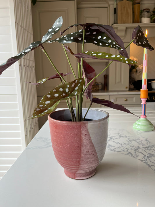 Begonia Maculata Polka Dot Plant | Articifial Plant