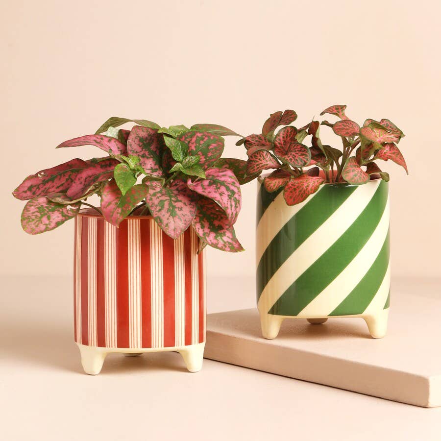 Red Stripe Mini Planter