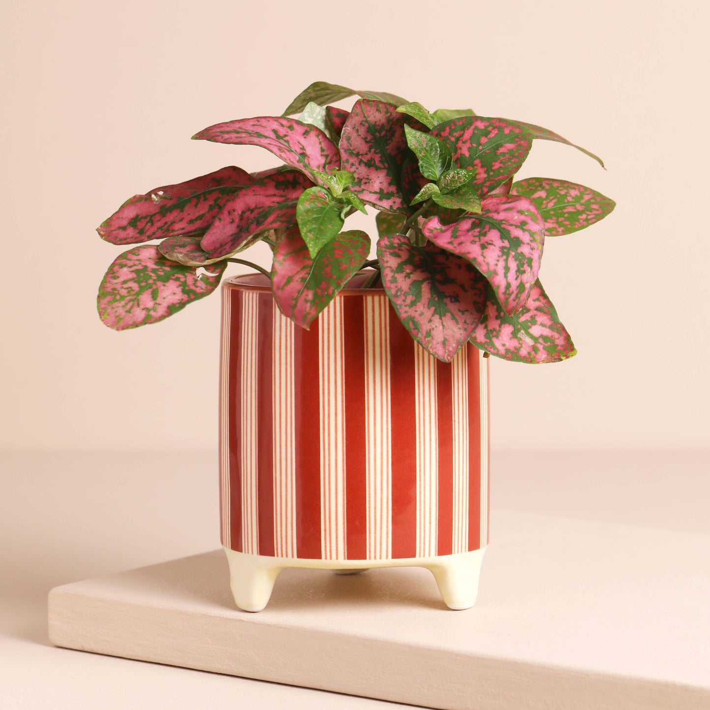 Red Stripe Mini Planter