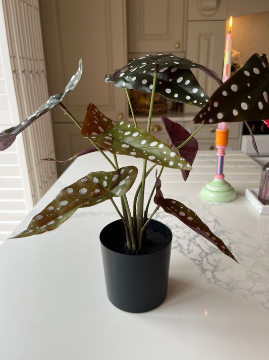 Begonia Maculata Polka Dot Plant | Articifial Plant