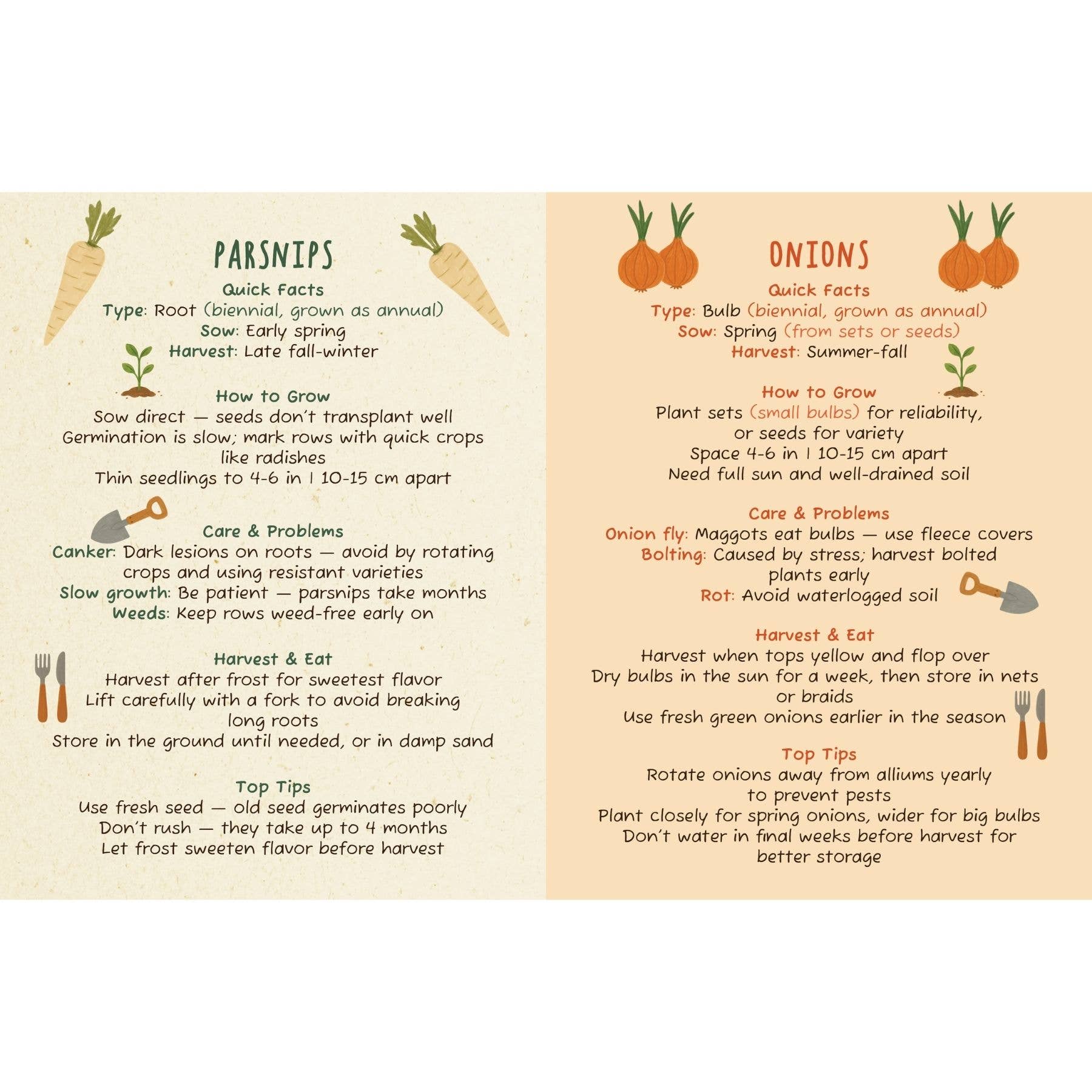 Sheet with quick facts about parsnips and onions on a beige background